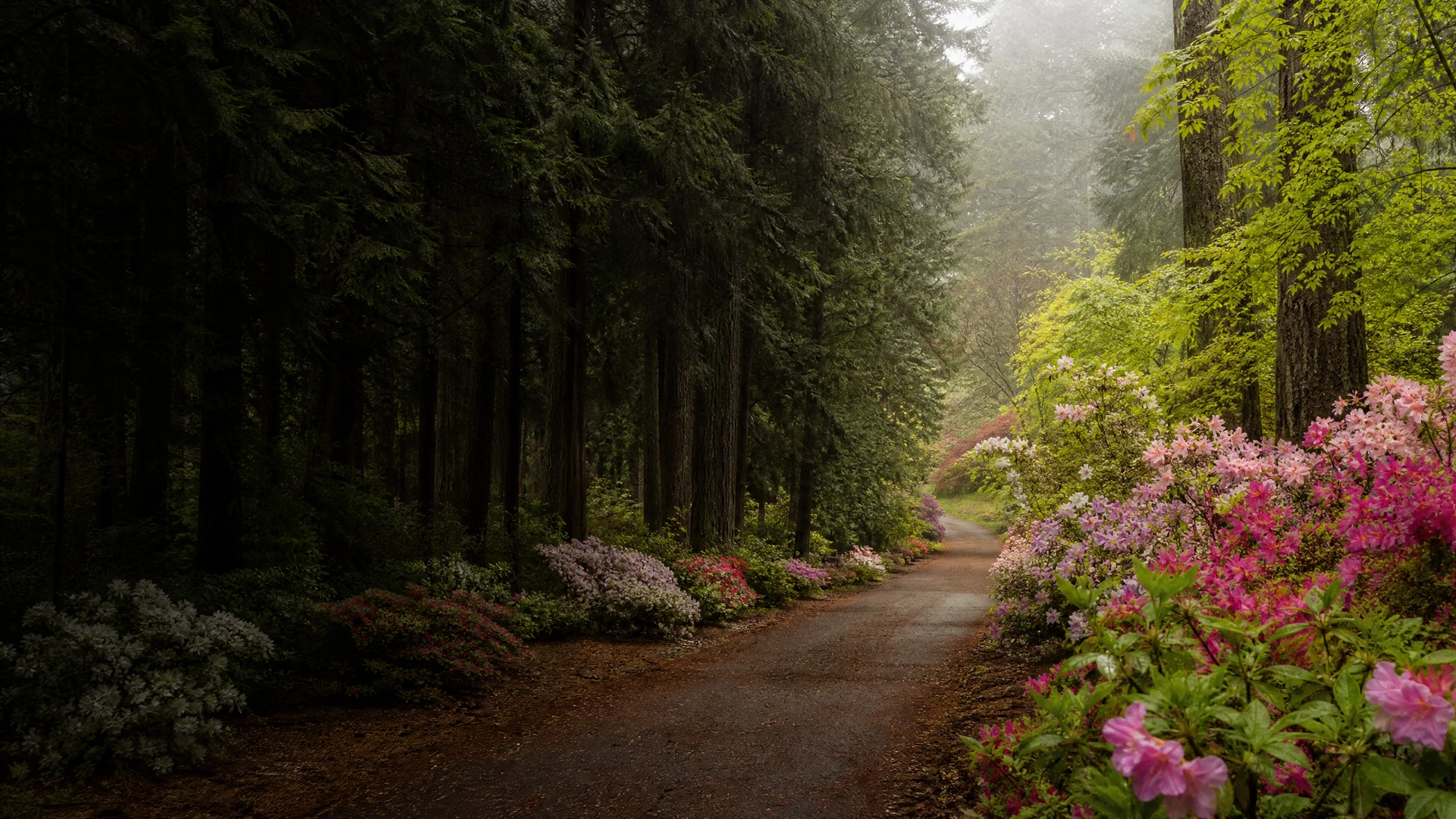 Washington Park Arboretum — Azalea Way
