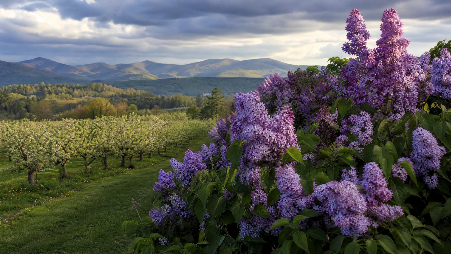 University of Vermont Horticulture Research and Education Center — Lilac Collection