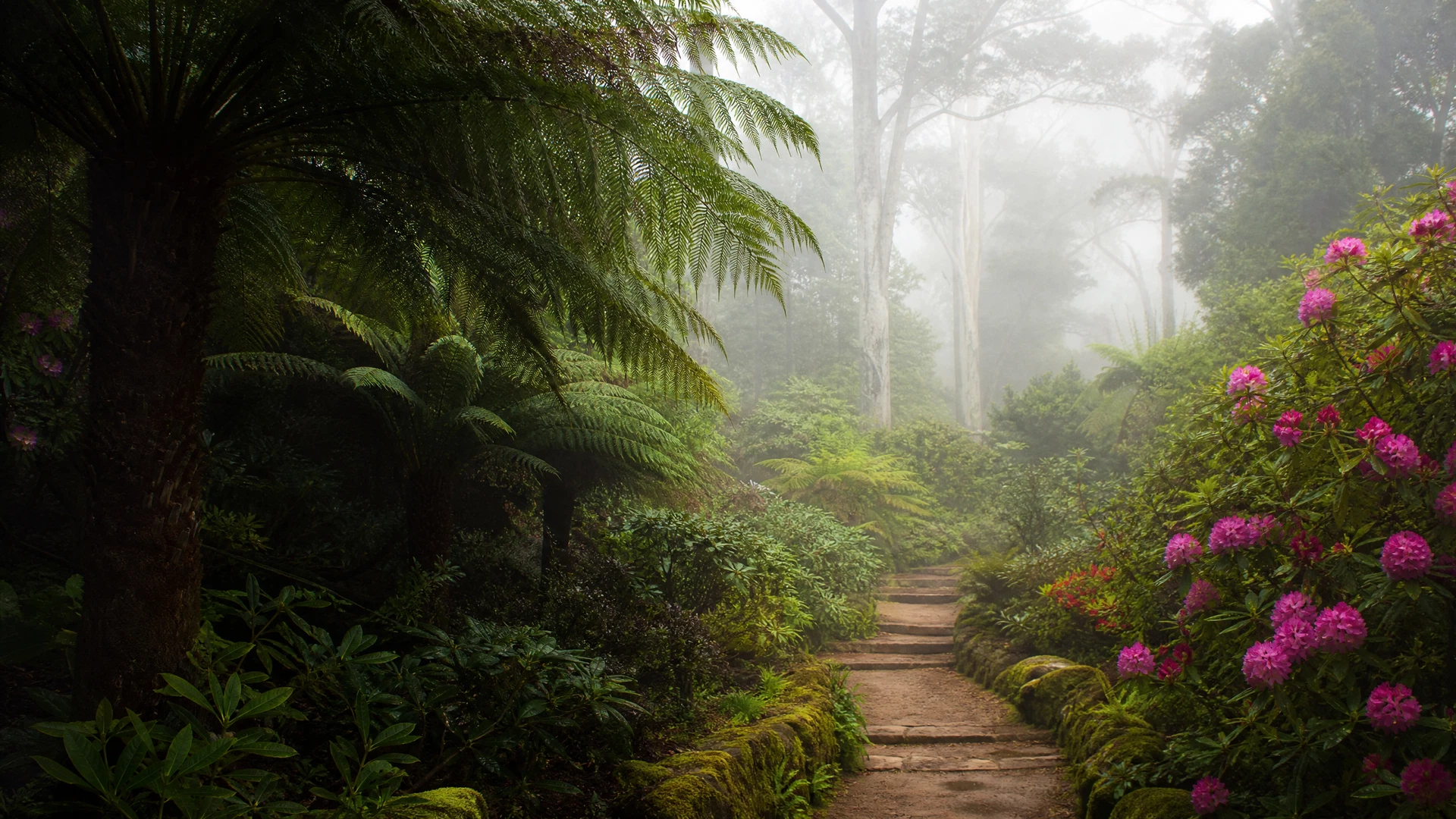 San Francisco Botanical Garden — Cloud Forest Collection